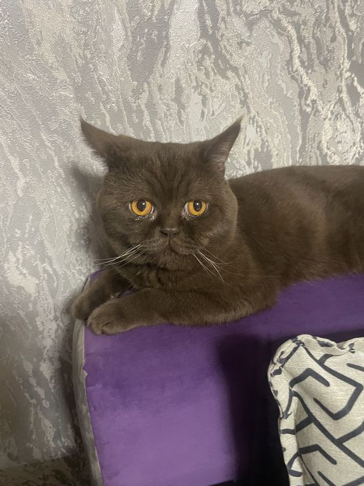 Кот скотиш страйт
