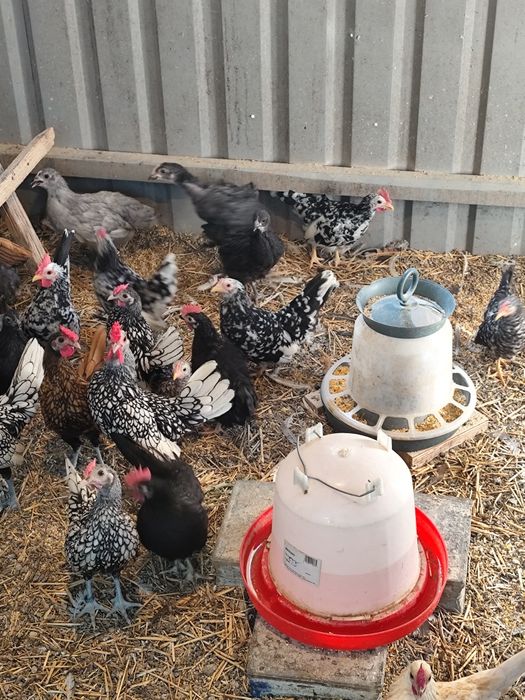 Chabo și cocosi de Australorp.