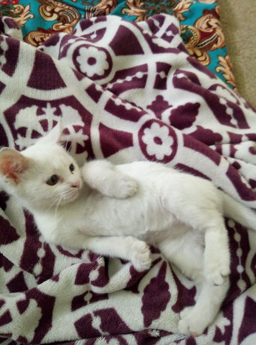 Продам Котёнка 3месяця