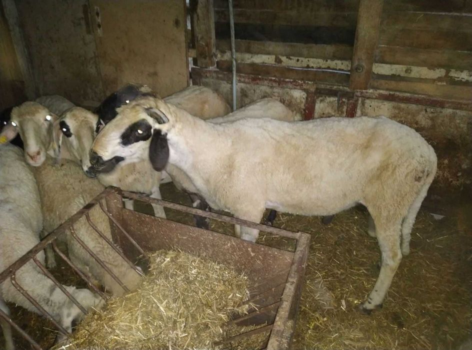 Продавам 2 бр. кочове