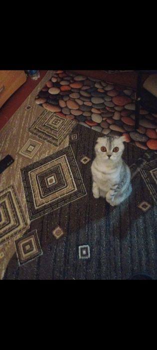 Продам вислоухого шотландского котика.