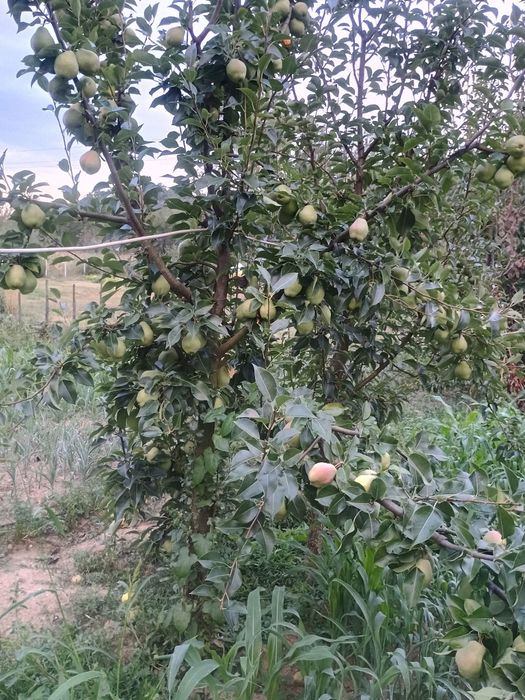 Овощни дръвчета Круша