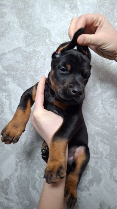 Шикарные дети добермана