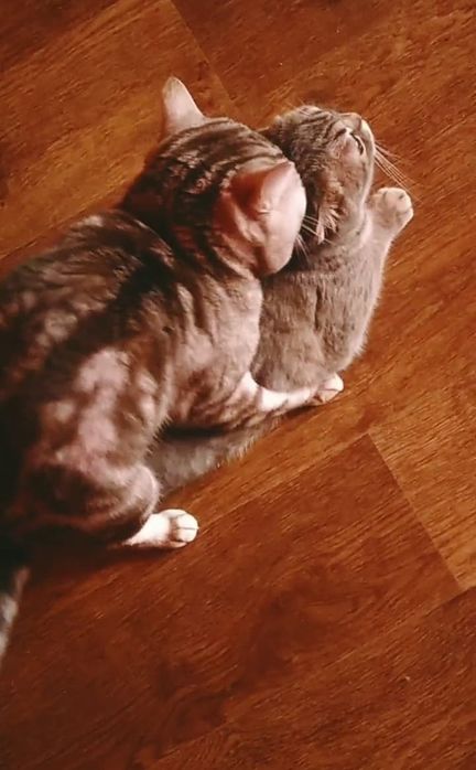 Вязка чистокровный Скоттиш-страйт