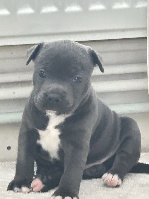 staffordshire bull terrier-catelusa-blue