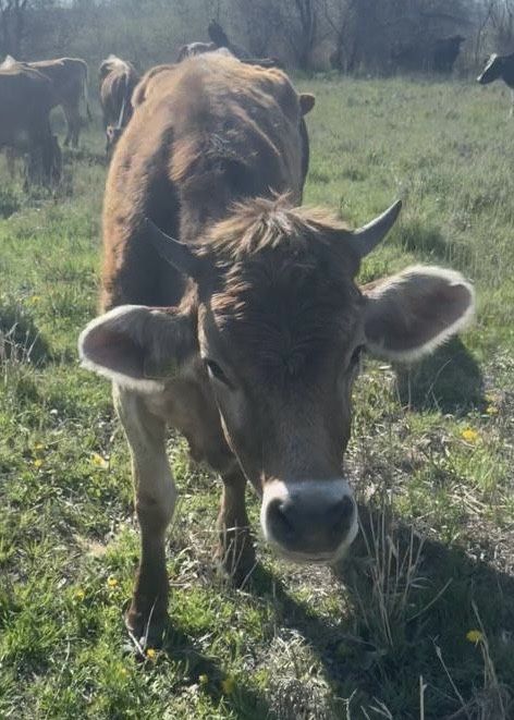 Телка, КРС, коровы