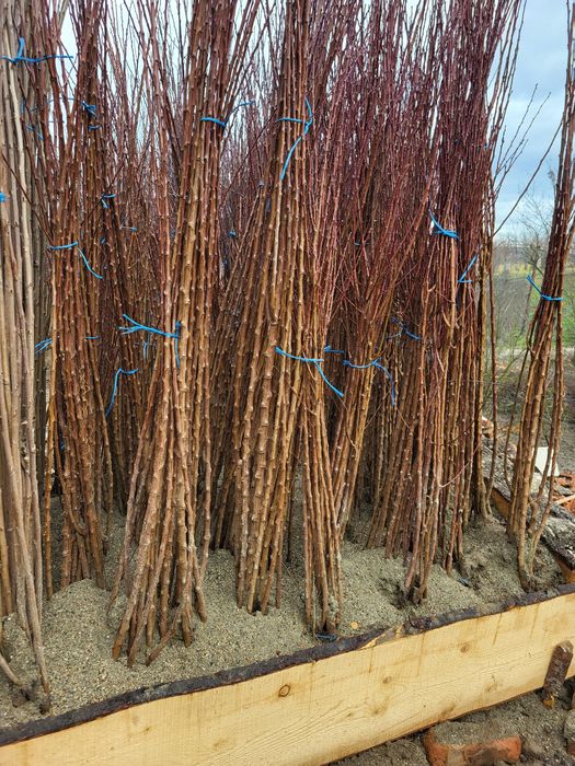 Vând pomi fructiferi