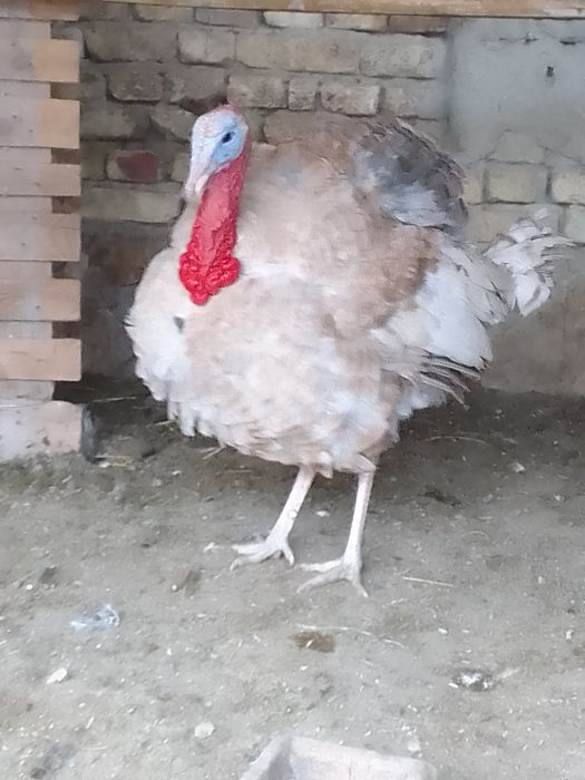 Нар (индюк) курка сотилади