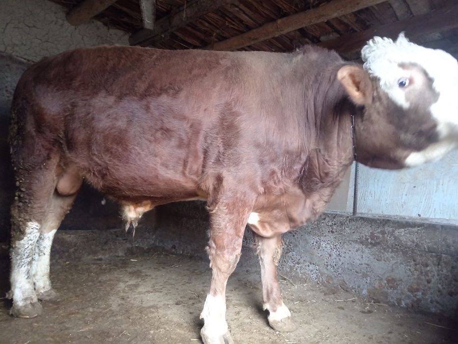 Simintal Toza zotga Sotiladi