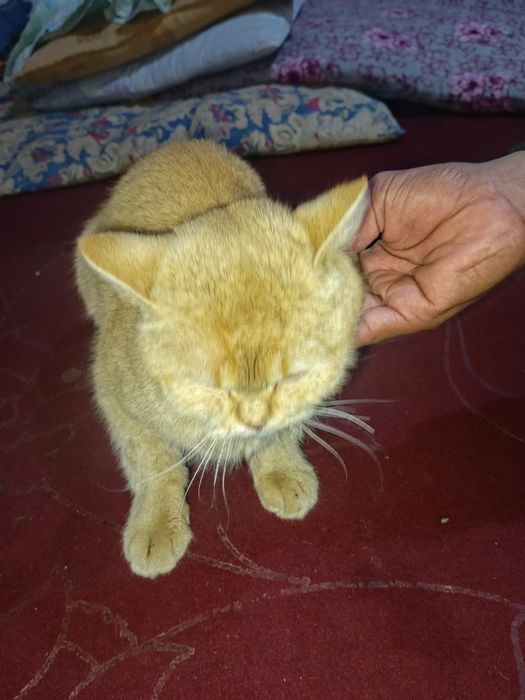 Mushuk tezda sotiladi