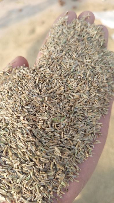 Gazon oʻt maysa urugʻlari bor ishonchli