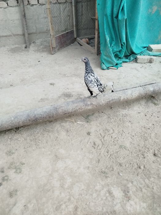 Sibrayt Yaponcha Sotiladi