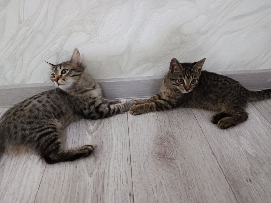 Умные котята в добрые руки