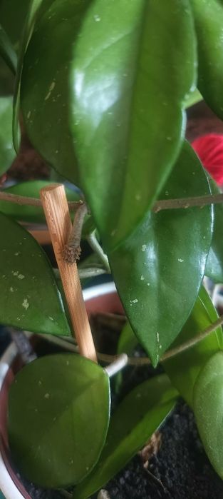 Hoya carnosa - planta de interior, cu inflorire anterioara