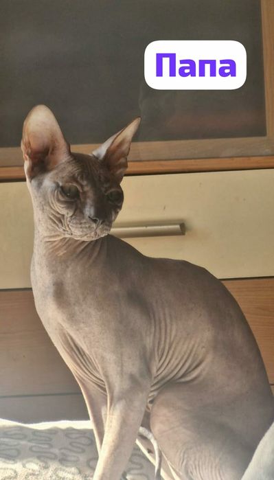 Канадские котята 1 месяц.