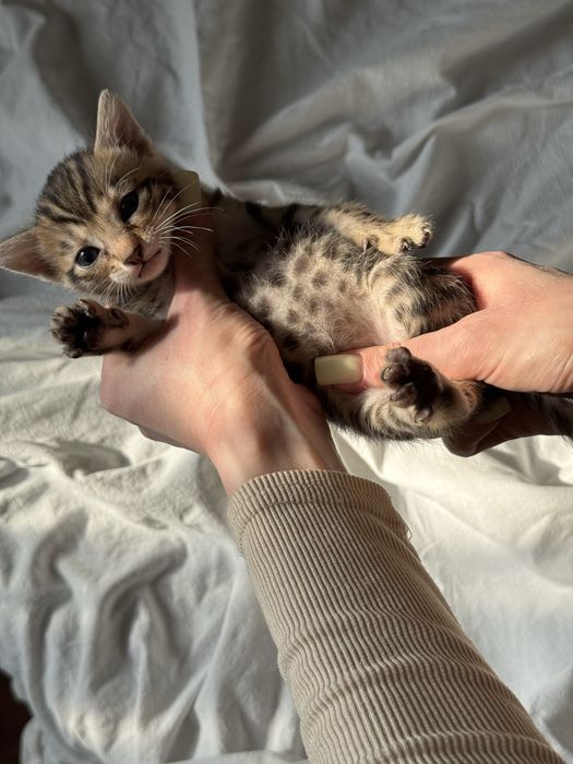 бенгальский котенок