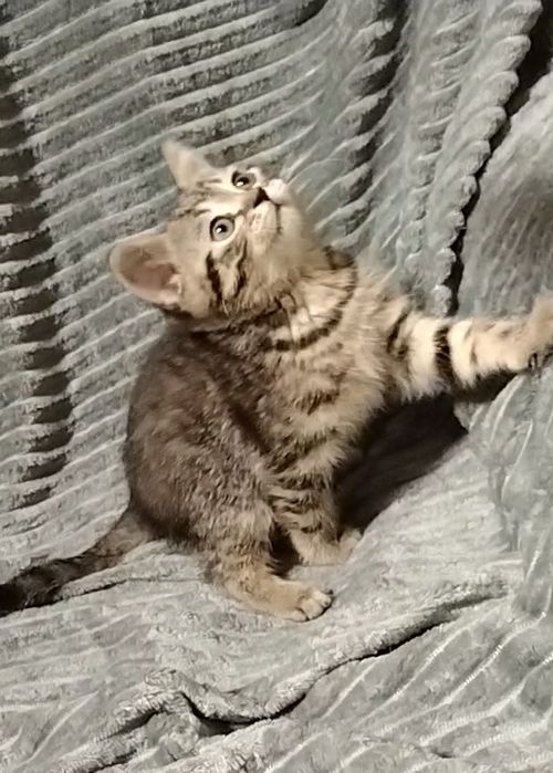 Мальчик. Скоттиш страйт.