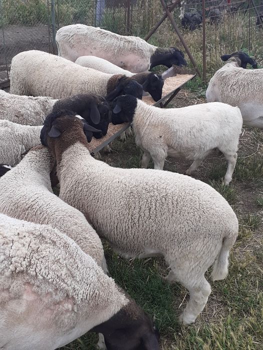 Vand berbecuti Dorpar