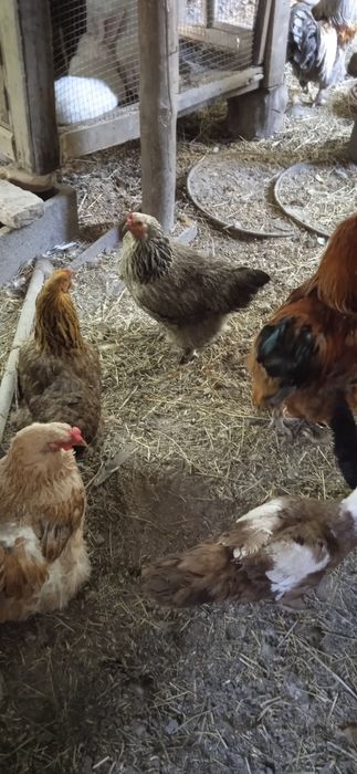 Птицы про Макс и заяц XXL