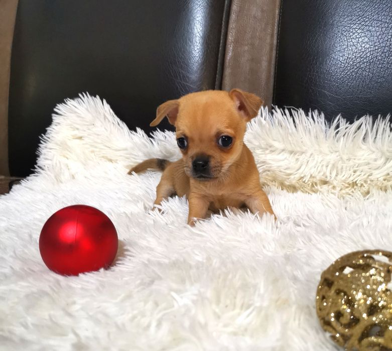 Чихуахуа! - мъжко