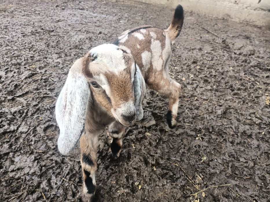 Ied anglonubian de vânzare.