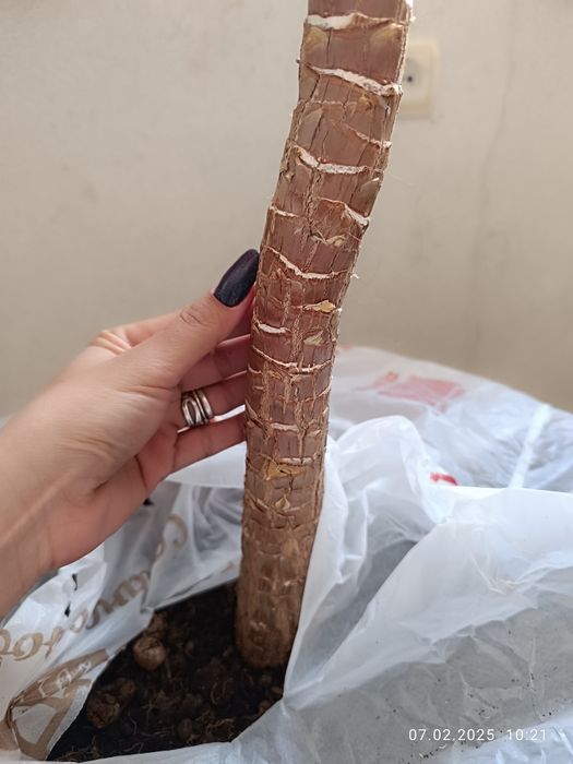 Продам пальму Юкка