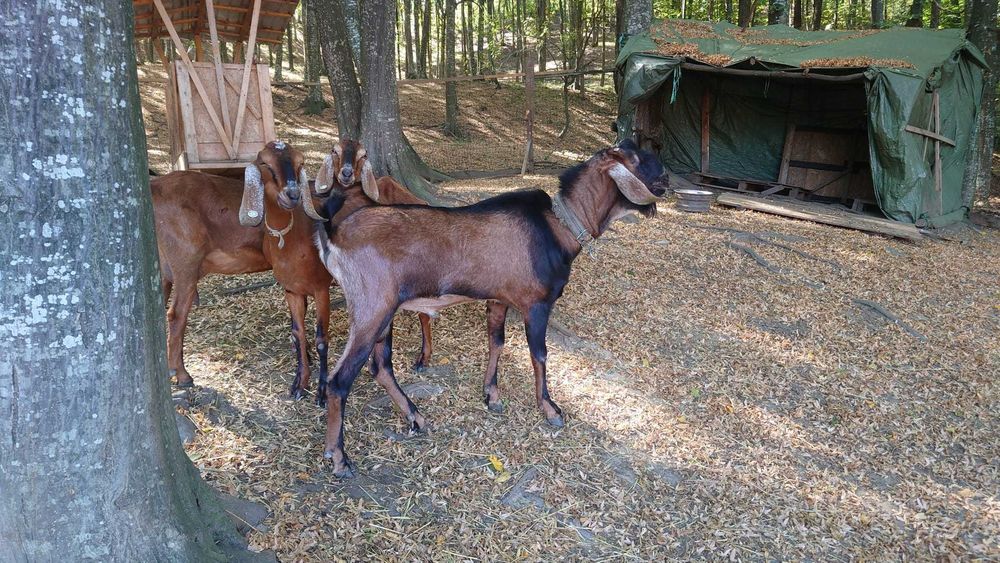 Iezi tapisori alpin cu anglonubian