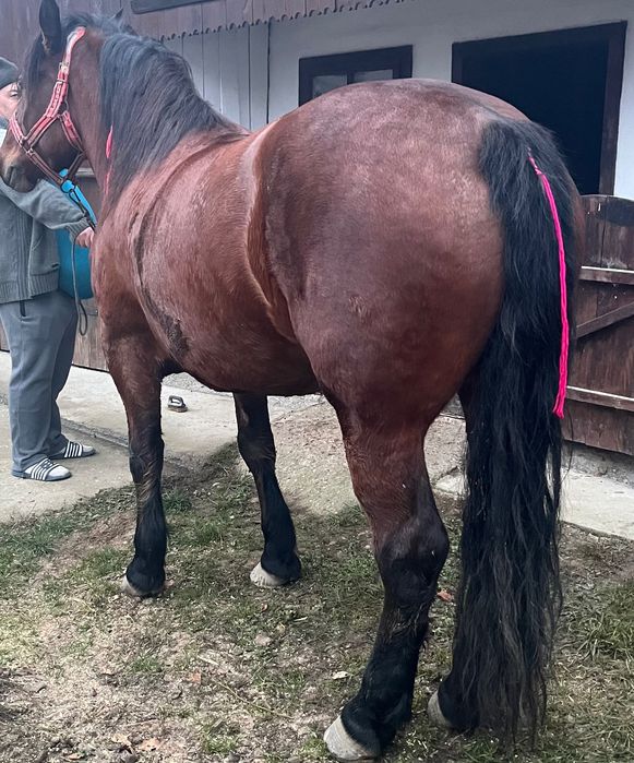 Vând iapă semi-grea