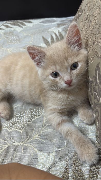 Британец карамельного цвета