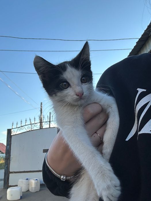 Отдам котенка срочно