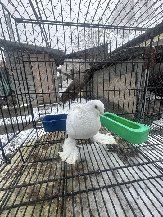 Голуби на продажуу