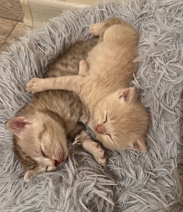 Котята от британца