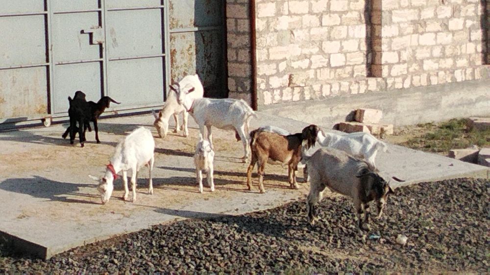 Ешкі сүтті  бар 500000