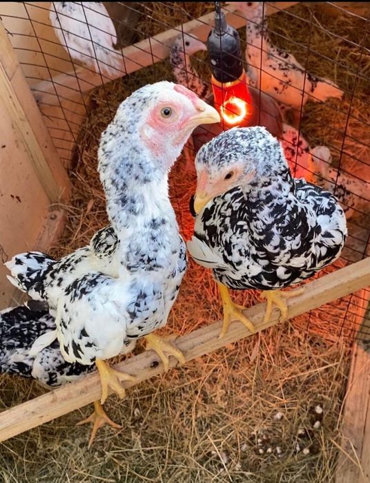 Ко Шамо подросшие цыплята мрамор