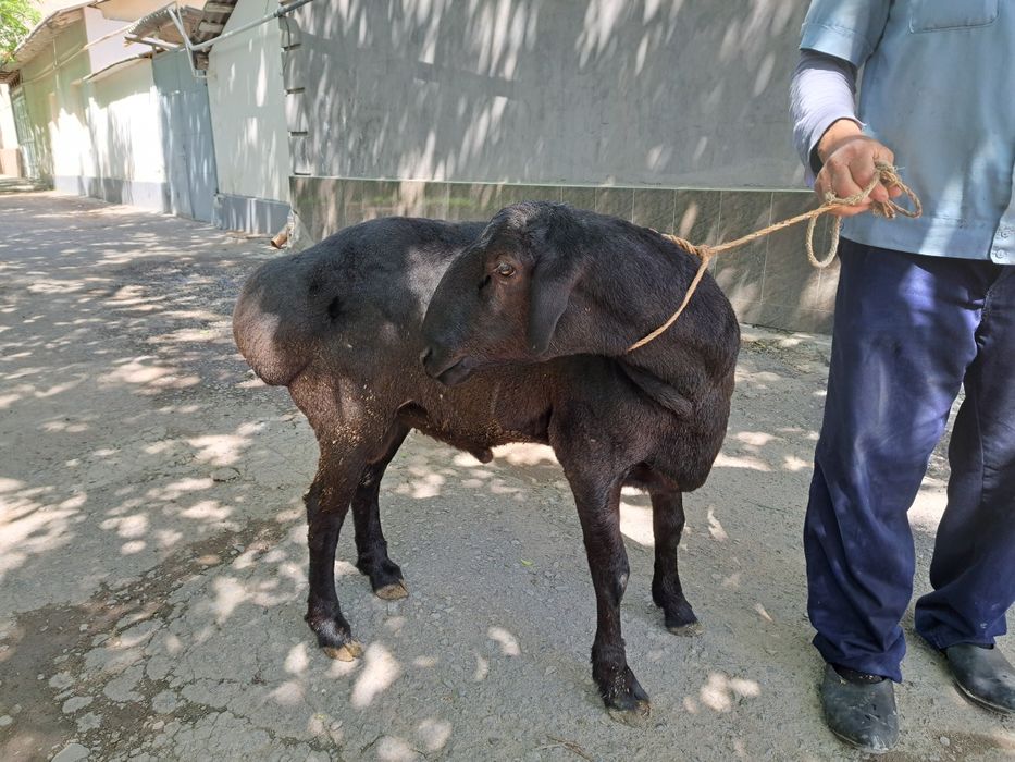 Кучкорлар бор (эхсон ва маросимлар учун)