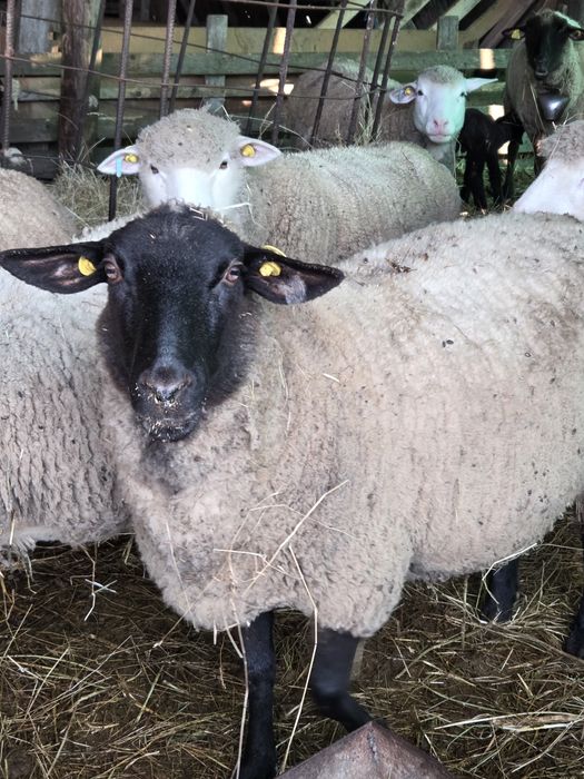 Vând 20 de oi sănătoase, bine dezvoltate!