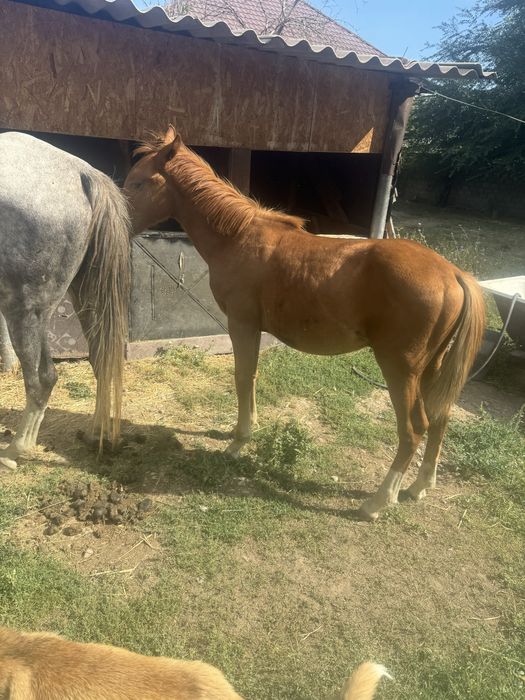 Продам кобылу с жеребенком