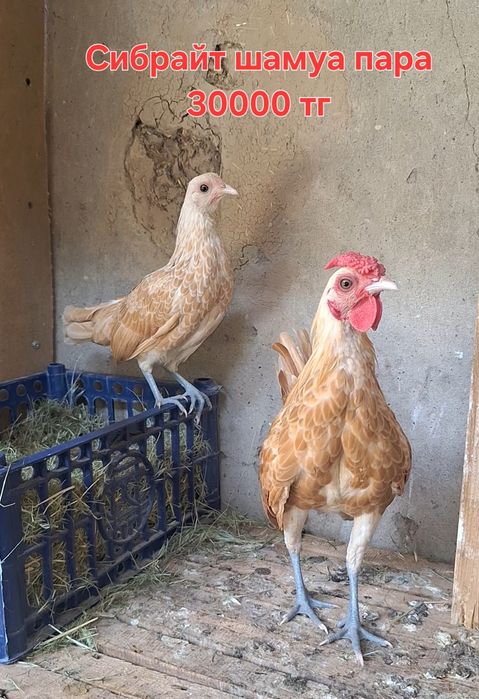 Сибрайт  куры  пара