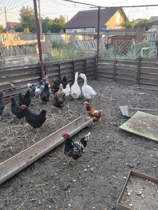 Продам кур породистых