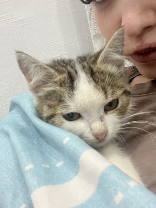 Котенок бесплатно