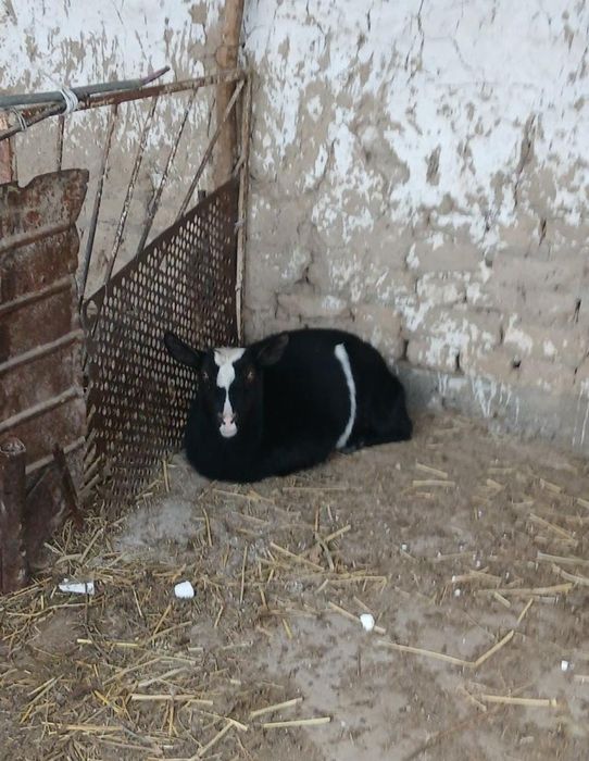 Алписки ешки ургашы 2 жасар сатылады