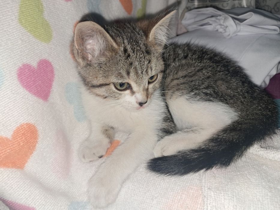 котенок бесплатно