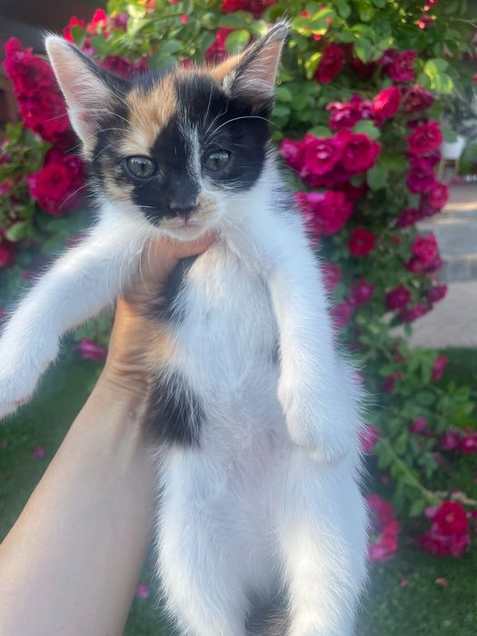 Adoptie pisicuti jucausi deparazitati, vaccinati