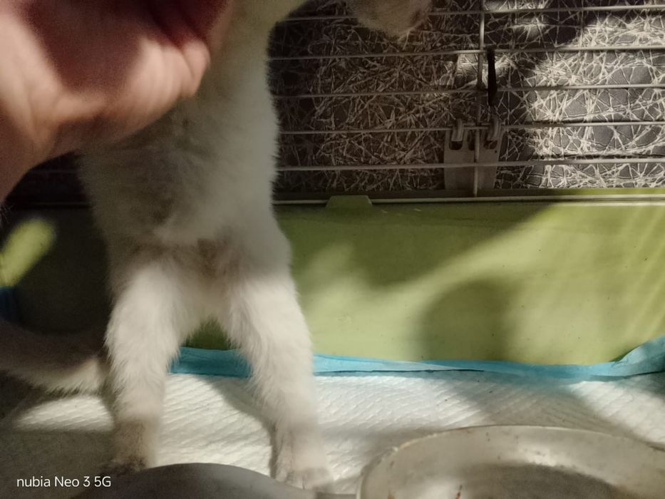 Котенок выкинули