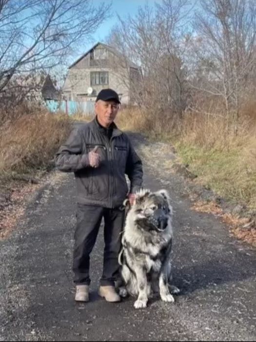 Дрессировка собак