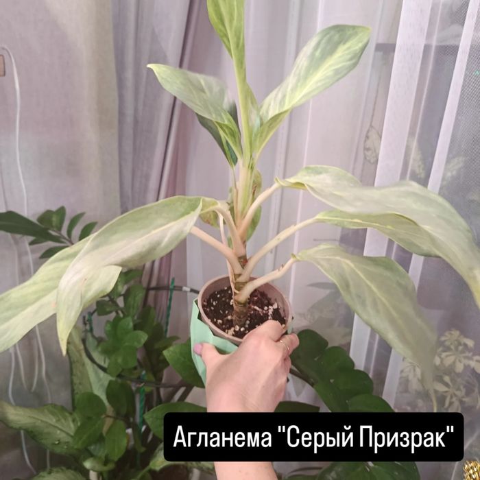 Продам комнатные цветы