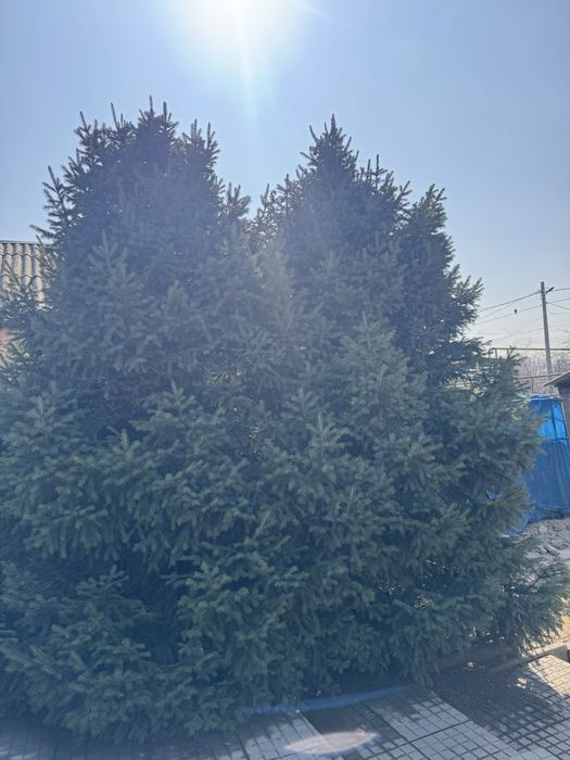 Продам туи , елки , ели б/у
