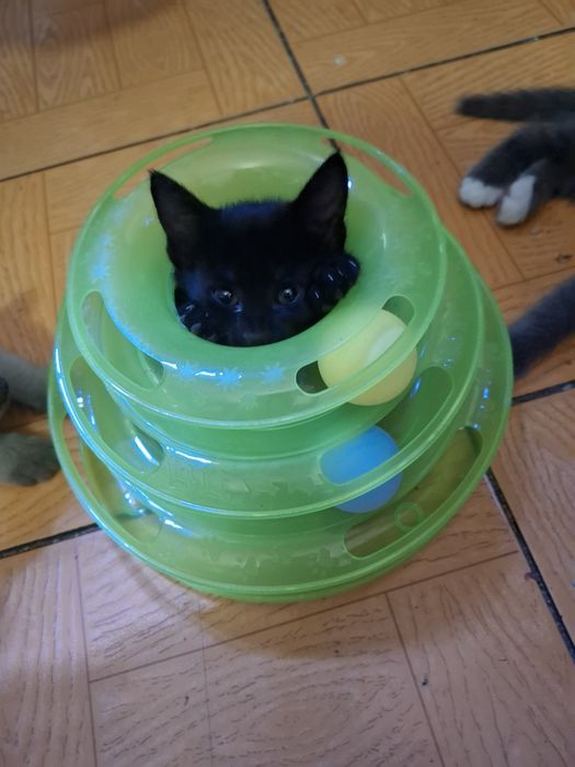 Большая компания весёлых котят !