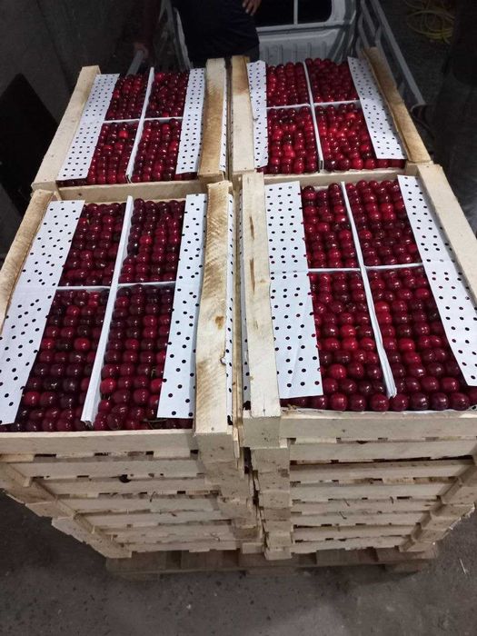 Экспортбоб валовье гилоси - Черешня валовье сердца