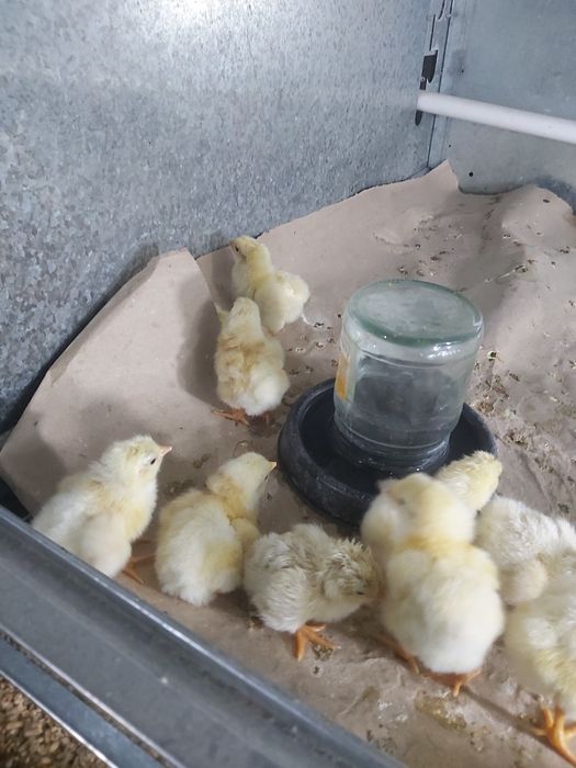 Адлер жожалари 1-30 кунлиг